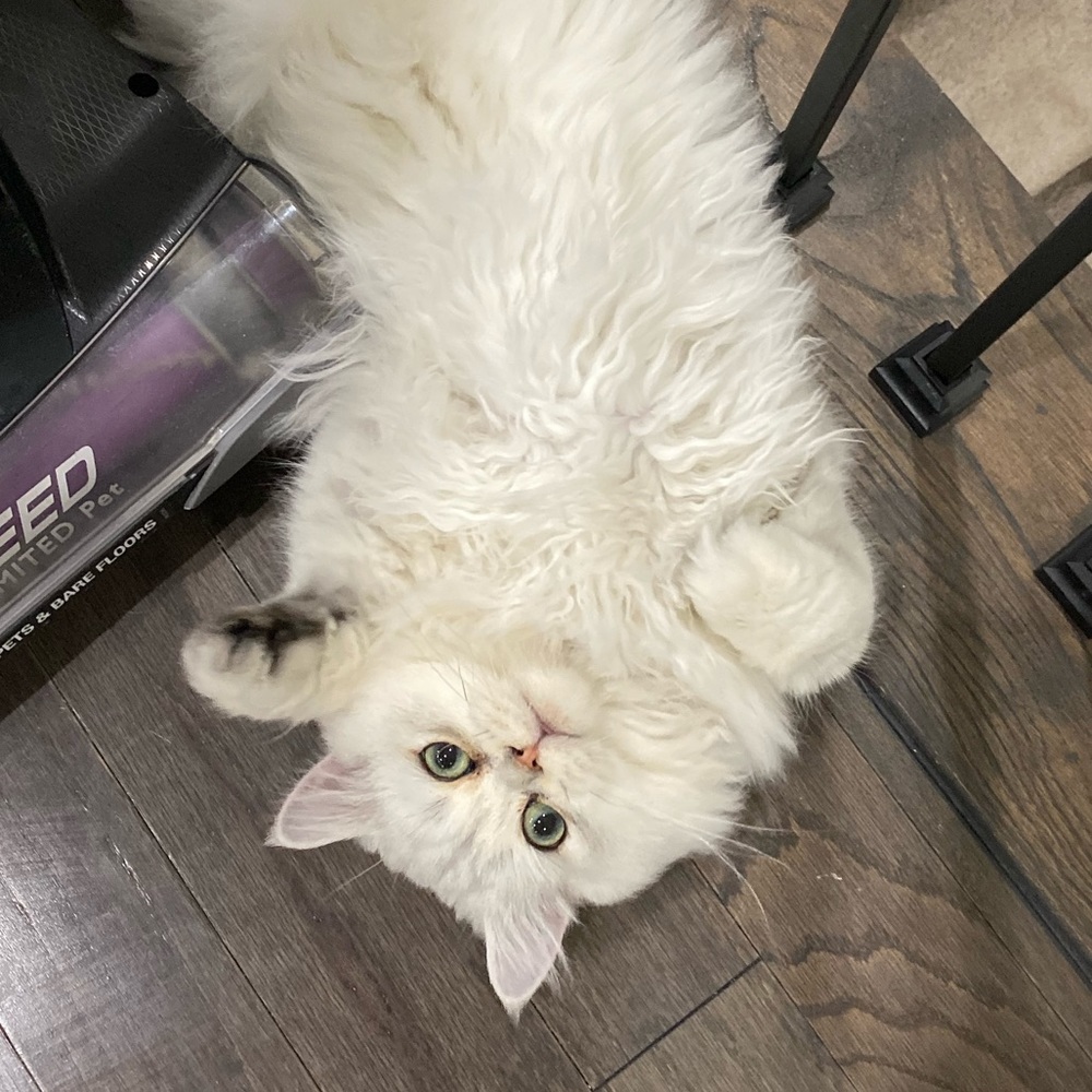 Meet your Posher, Michelle